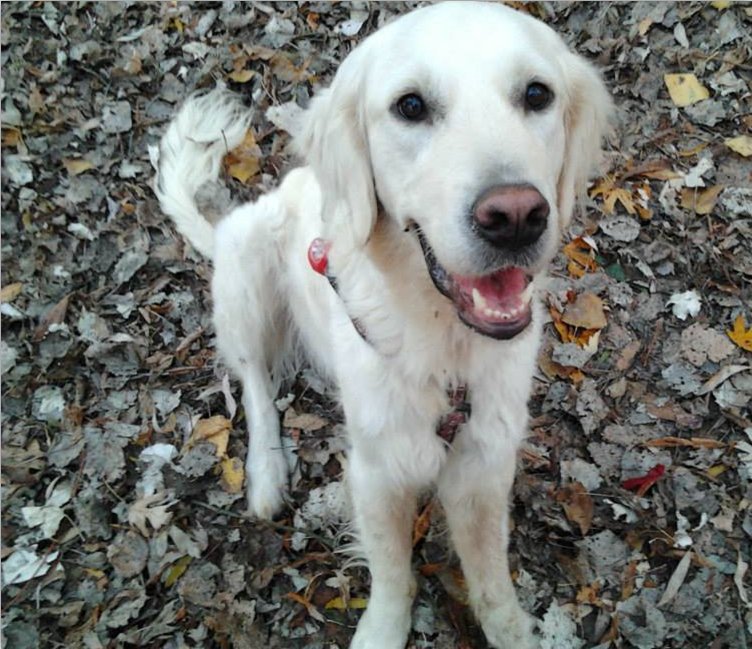 A white Golden Retriever sitting among autumn leaves