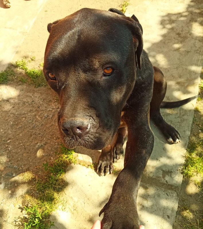 A dark Cane Corso offering a paw